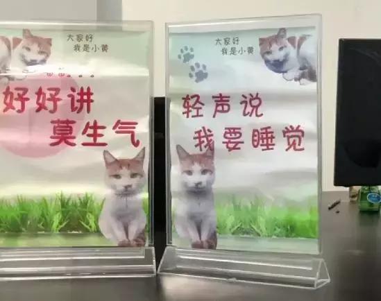 兼职猫，招聘信息的灵活性与修改性探讨