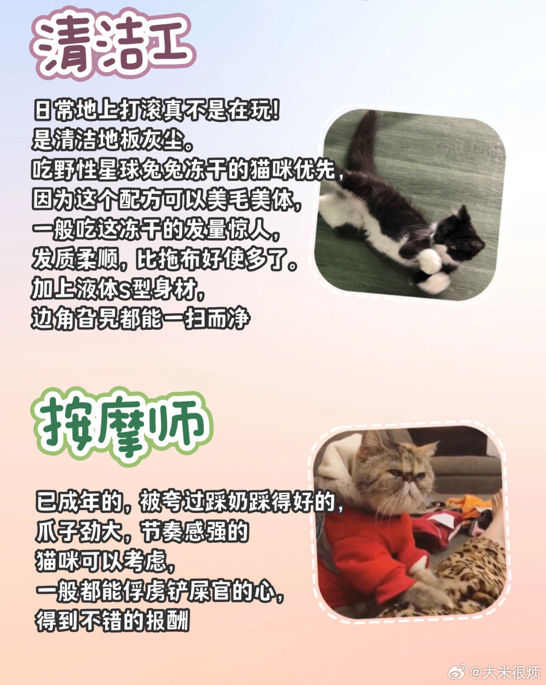 兼职养猫，轻松赚钱的喵妙计