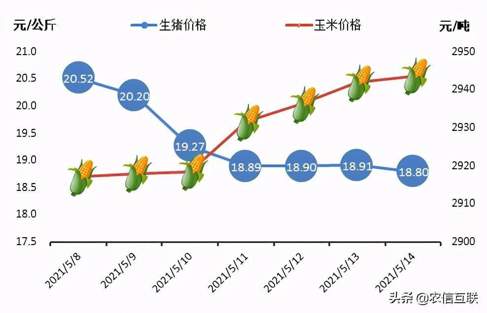 全国生猪价格天天报，市场动态与影响因素深度解析